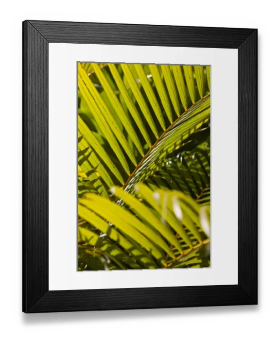Framed Print : Africa, Mauritius Framed Print : Africa, Mauritius
