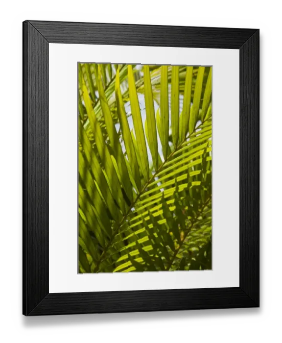 Framed Print : Mauritius, Central Mauritius, Moka, palm fronds Framed Print : Mauritius, Central Mauritius, Moka, palm fronds