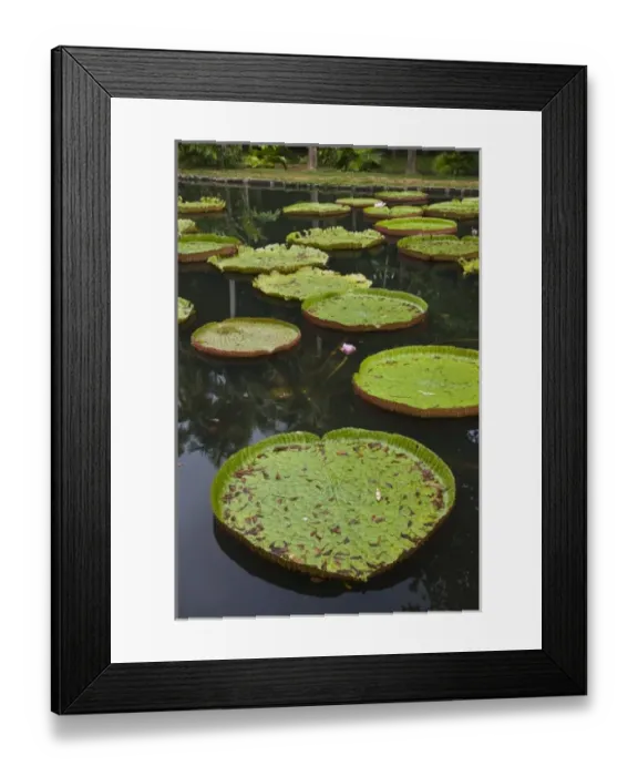 Framed Print : Mauritius, Pamplemousses, SSR Botanical Gardens, Giant Water Lilys, victoria amazonica
