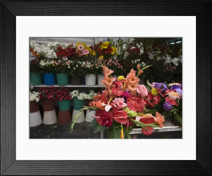 Framed Print : Mauritius, Port Louis, Flower Market, Flamingo Flowers, anthurium andraeanum Framed Print : Mauritius, Port Louis, Flower Market, Flamingo Flowers, anthurium andraeanum