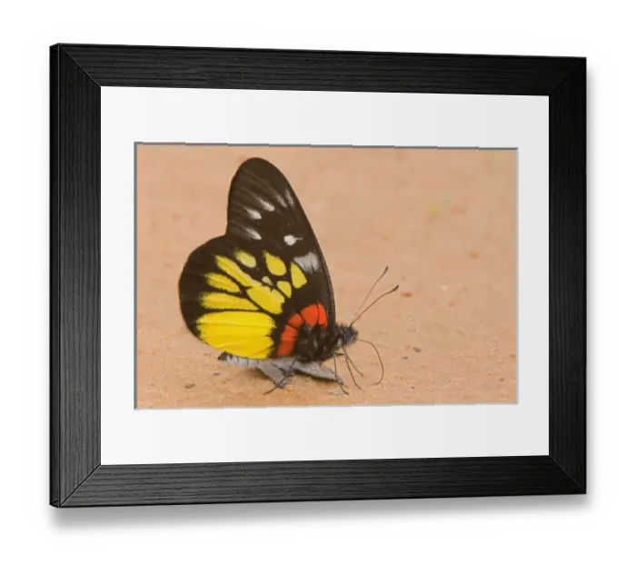 Framed Print : Asia, Thailand