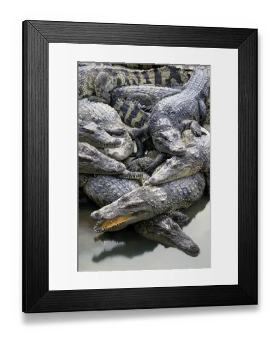 Framed Print : Asia, Thailand. Crocodiles (Crocodilius-porosus) Framed Print : Asia, Thailand. Crocodiles (Crocodilius-porosus)