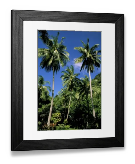 Framed Print : Asia, Thailand, Krabi. East Railay Beach, coconut palm