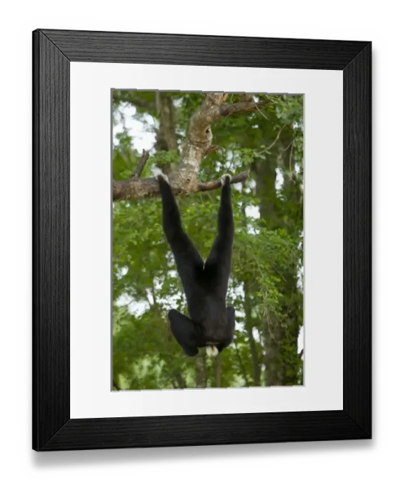 Framed Print : Lar Gibbon (Hylobates lar) Framed Print : Lar Gibbon (Hylobates lar)