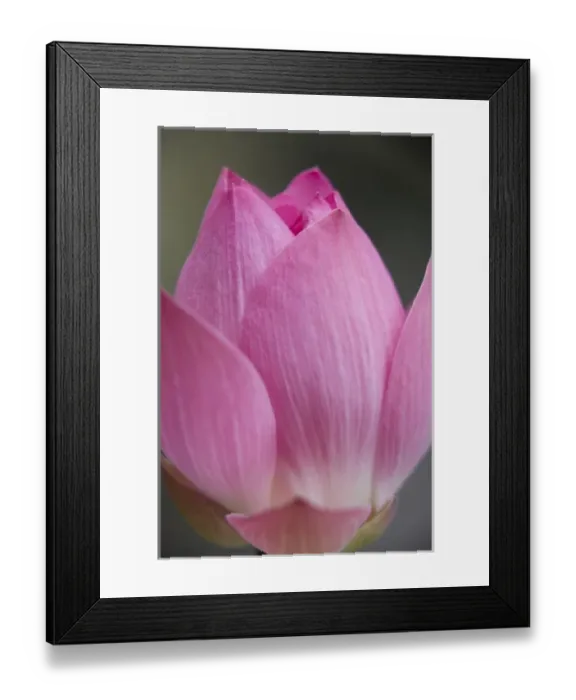 Framed Print : Thailand