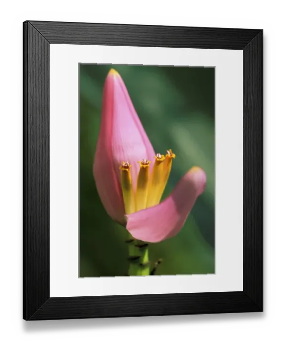 Framed Print : Thailand, Bangkok. Banana flower