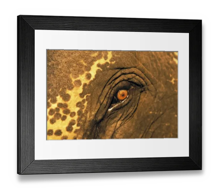 Framed Print : Thailand. Elephant eye Framed Print : Thailand. Elephant eye