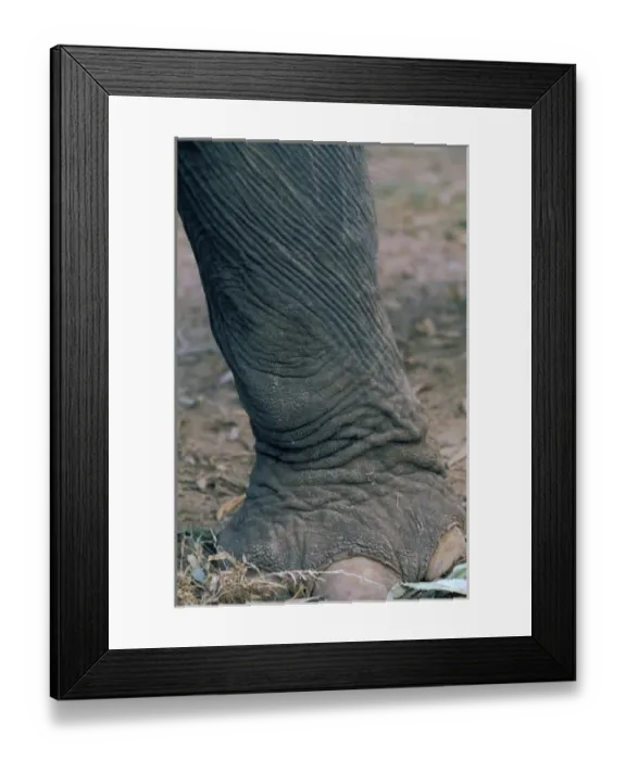Framed Print : Thailand, Ayuthaya. Elephant leg Framed Print : Thailand, Ayuthaya. Elephant leg