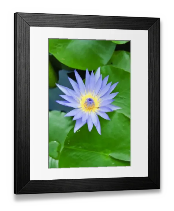 Framed Print : Lilly at Wat Chalong temple Phuket, Thailand Framed Print : Lilly at Wat Chalong temple Phuket, Thailand