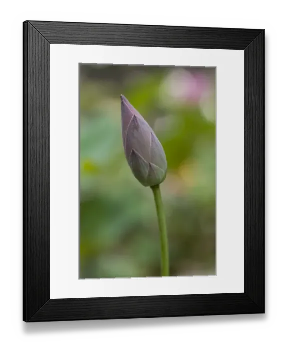 Framed Print : Bangkok Framed Print : Bangkok