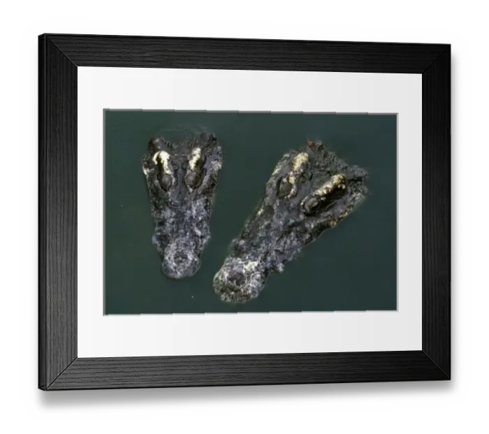 Framed Print : Asia, Thailand. Crocodile heads (Crocodilius-porosus)