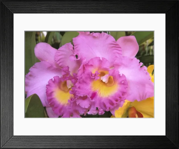 Framed Print : Thailand, Bangkok. Orchid