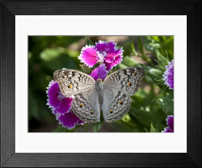 Framed Print : SE ASIA, THAILAND, KHON KAEN, The grey Pansy (Junonia atlites atlites)