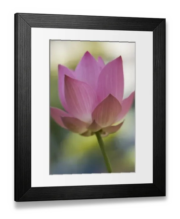 Framed Print : Thailand Framed Print : Thailand