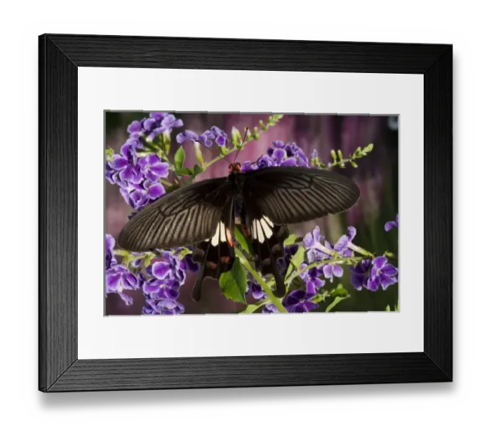 Framed Print : SE Asia, Thailand, Doi Inthanon, Papilio polytes romulus Framed Print : SE Asia, Thailand, Doi Inthanon, Papilio polytes romulus