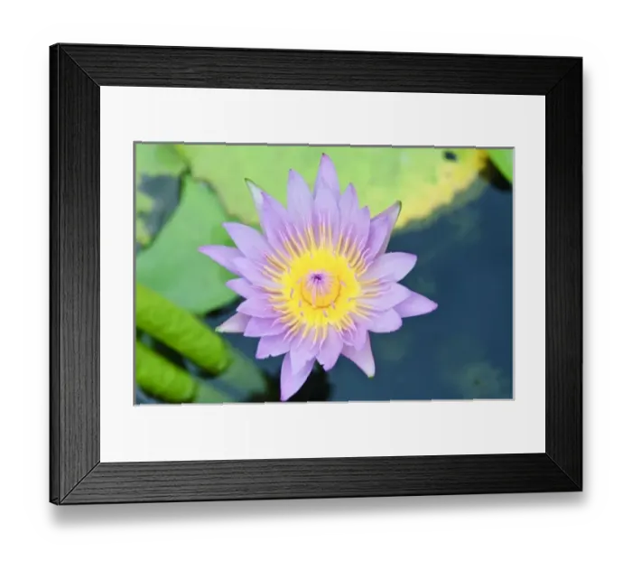 Framed Print : Lilly at Wat Chalong temple Phuket, Thailand Framed Print : Lilly at Wat Chalong temple Phuket, Thailand