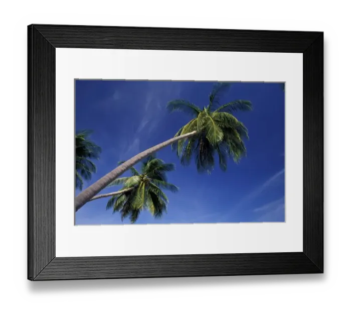 Framed Print : Asia, Thailand, Phuket. Palm trees Framed Print : Asia, Thailand, Phuket. Palm trees