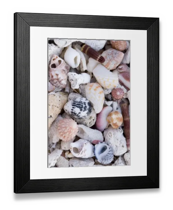 Framed Print : Shells on the beach Framed Print : Shells on the beach