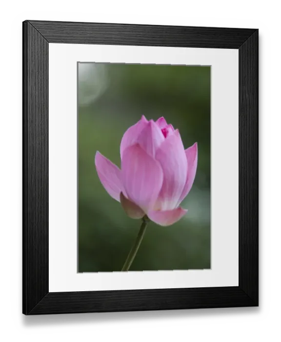 Framed Print : Thailand