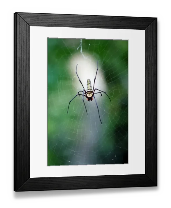 Framed Print : Asia, Thailand, Spider