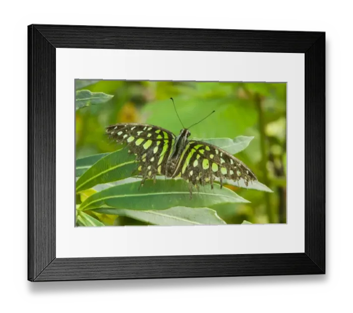 Framed Print : SE Asia, Thailand, Tailed Jay Butterfly (Graphium agamemnon)