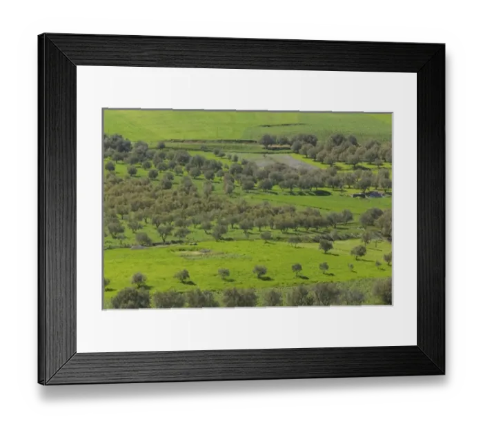 Framed Print : MOROCCO, Region Kandar et Sebou: Spring Fruit trees by town of AZZABA Framed Print : MOROCCO, Region Kandar et Sebou: Spring Fruit trees by town of AZZABA