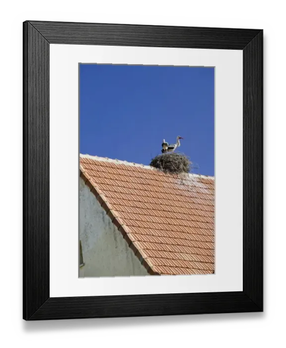 Framed Print : MOROCCO, Middle Atlas, Ifrane: Alpine Resort  /  The Geneva of Morocco Stork Nest