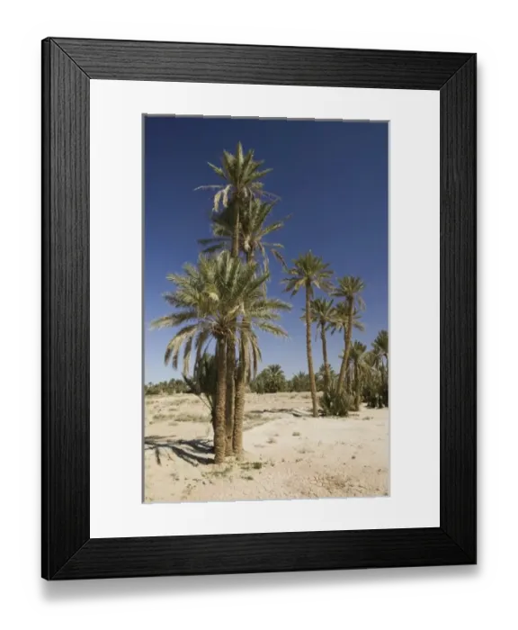 Framed Print : MOROCCO, Tafilalt, RISSANI: Palm Oasis on the Circuit Touristique by Ksar Tinheras