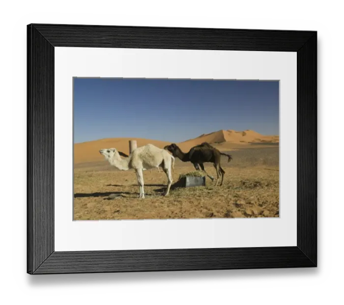 Framed Print : MOROCCO, Tafilalt, MERZOUGA: Erg Chebbi Dunes (up to 400 ft in height) and Camels