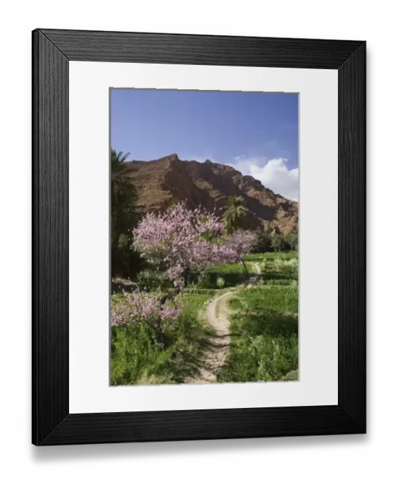 Framed Print : MOROCCO, Todra Gorge Area, Spring Blooms Framed Print : MOROCCO, Todra Gorge Area, Spring Blooms