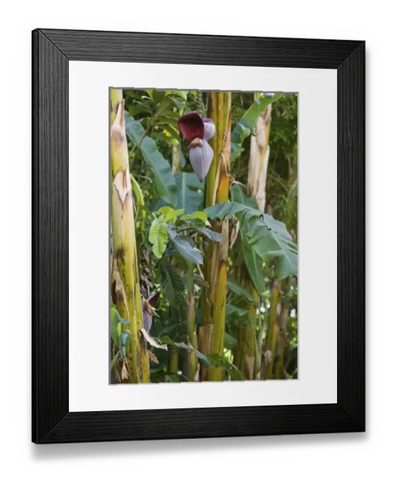 Framed Print : Africa, Morocco Framed Print : Africa, Morocco