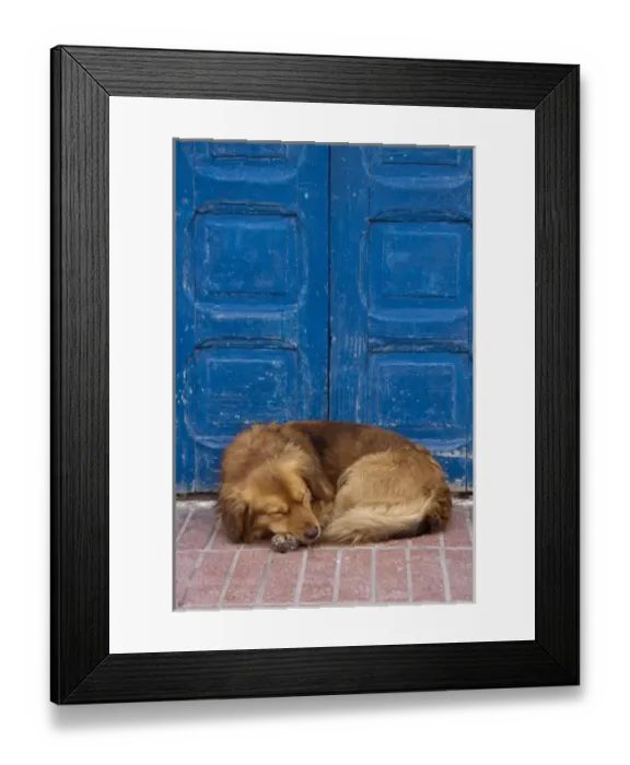 Framed Print : Sleeping dog, Essaouira, Morocco Framed Print : Sleeping dog, Essaouira, Morocco