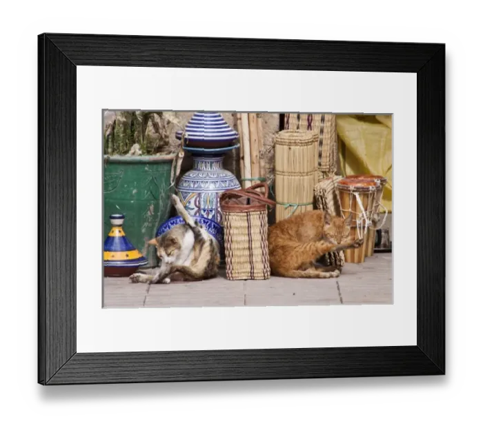 Framed Print : Cats, Essaouira, Morocco Framed Print : Cats, Essaouira, Morocco