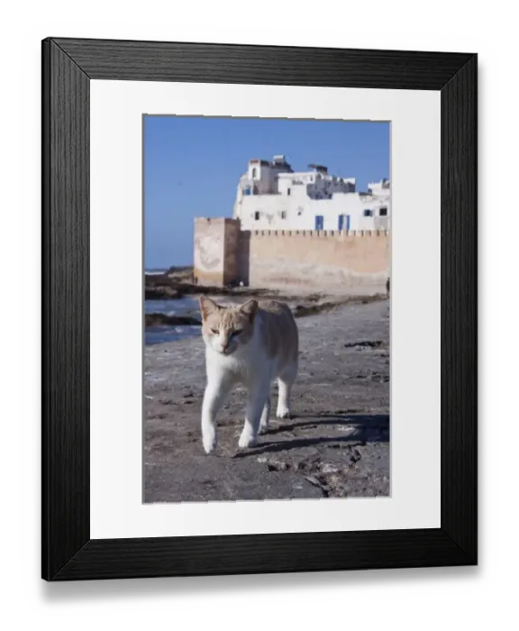 Framed Print : Cat on seawall, Essaouira, Morocco
