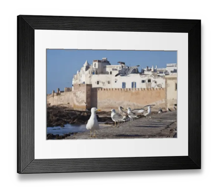 Framed Print : Gulls on seawall, Essaouira, Morocco Framed Print : Gulls on seawall, Essaouira, Morocco