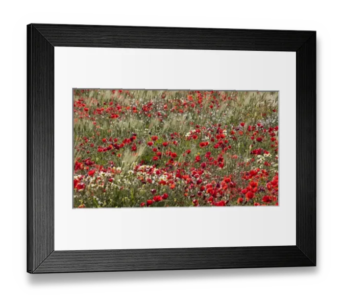 Framed Print : Poppy field in southern Morocco Framed Print : Poppy field in southern Morocco