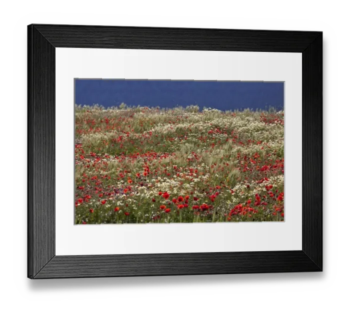 Framed Print : Poppy field in southern Morocco Framed Print : Poppy field in southern Morocco