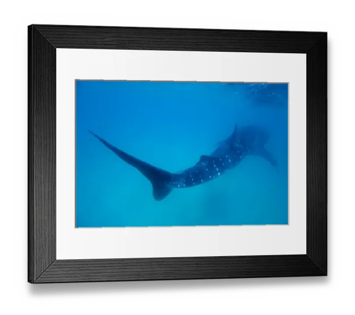 Framed Print : Mozambique, Guinjata Bay, Jangamo Beach. Underwater view of Whale Shark (Rhincodon
