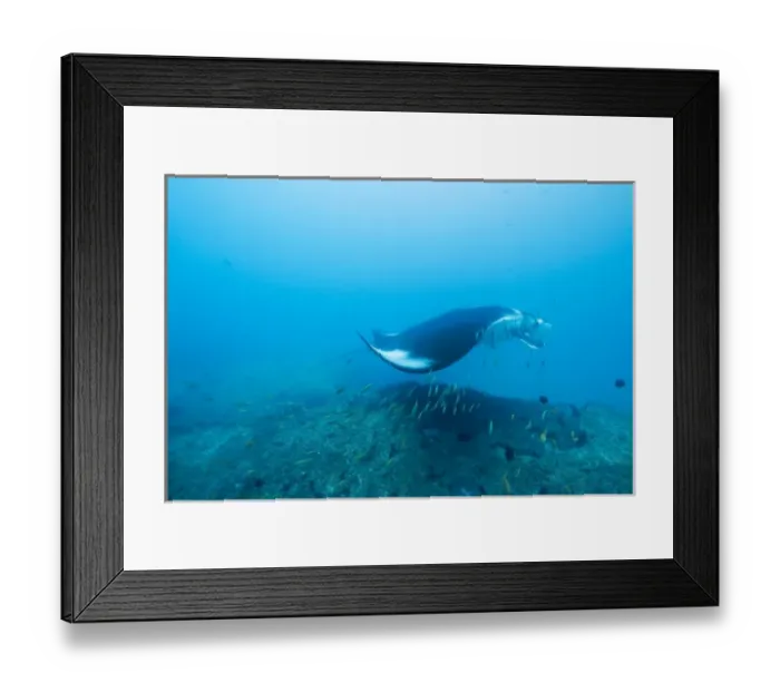 Framed Print : Mozambique, Guinjata Bay, Jangamo Beach. Underwater view of Manta Ray (Manta birostris) Framed Print : Mozambique, Guinjata Bay, Jangamo Beach. Underwater view of Manta Ray (Manta birostris)