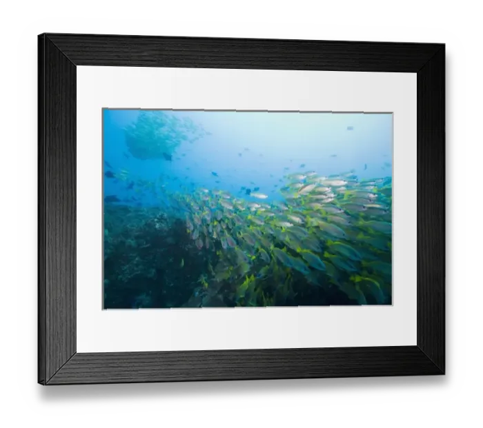 Framed Print : Mozambique, Guinjata Bay, Jangamo Beach. Underwater view of schools of tropical fish Framed Print : Mozambique, Guinjata Bay, Jangamo Beach. Underwater view of schools of tropical fish