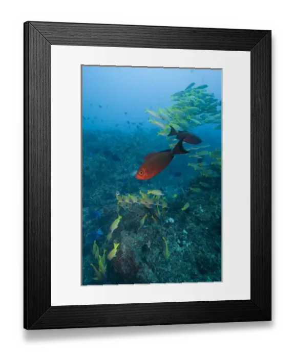 Framed Print : Mozambique, Guinjata Bay, Jangamo Beach. Underwater view of shoals of tropical fish Framed Print : Mozambique, Guinjata Bay, Jangamo Beach. Underwater view of shoals of tropical fish