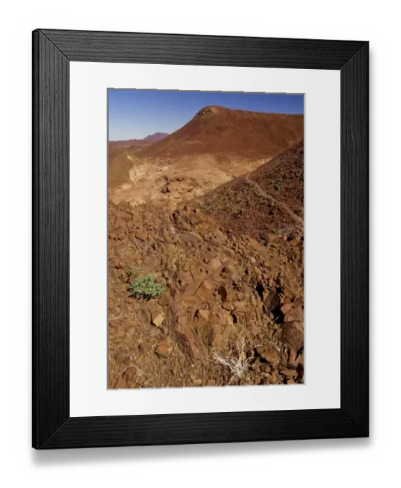 Framed Print : Namibia: Damaraland, Huab Valley, near Kuidas Camp, wildflowers and plantlife growing Framed Print : Namibia: Damaraland, Huab Valley, near Kuidas Camp, wildflowers and plantlife growing