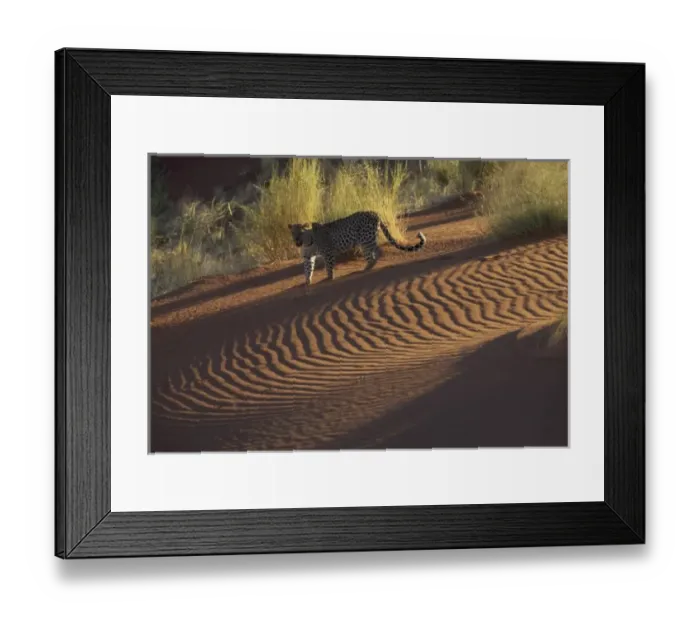 Framed Print : Leopard on sand dunes, Namib-Naukluft Park, Namibia