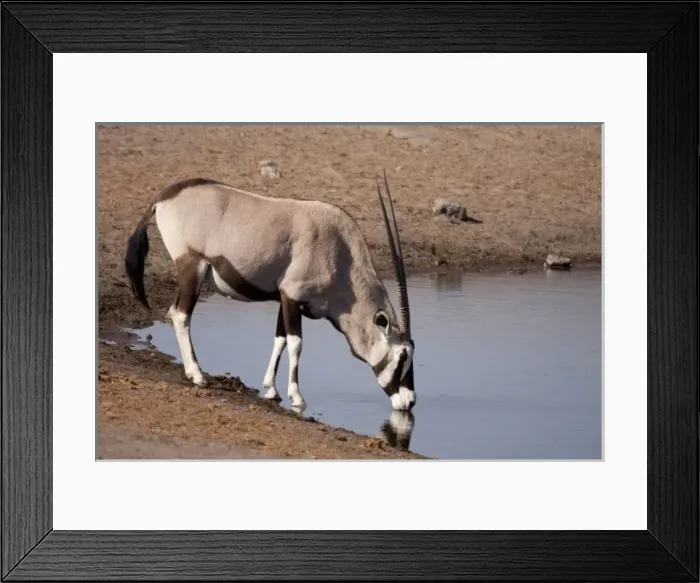 Framed Print : Namibia, Etosha National Park. Oryx drinking at a waterhole