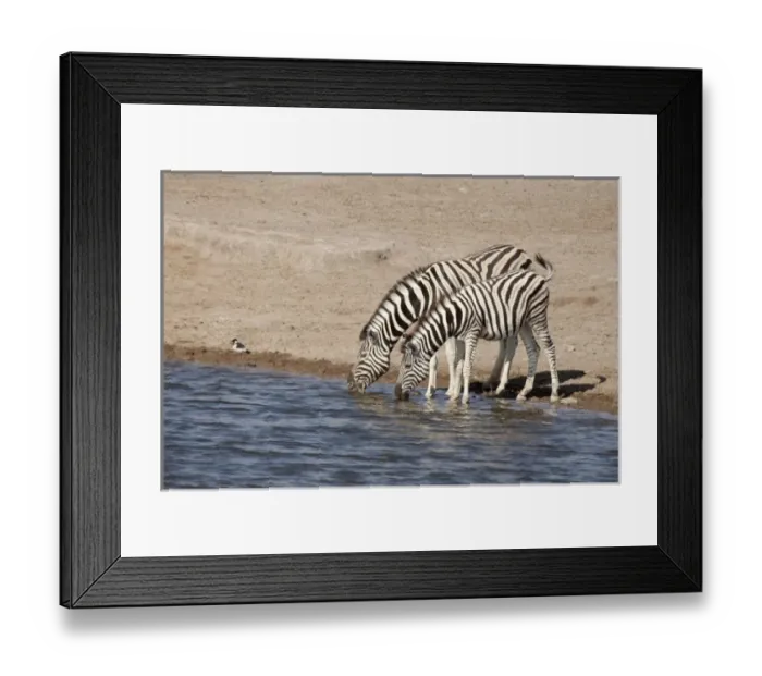 Framed Print : Namibia, Etosha National Park. Two zebras drink at a waterhole Framed Print : Namibia, Etosha National Park. Two zebras drink at a waterhole