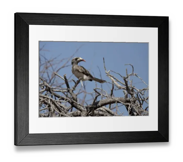 Framed Print : Namibia, Etosha National Park. Red-billed hornbill in tree Framed Print : Namibia, Etosha National Park. Red-billed hornbill in tree