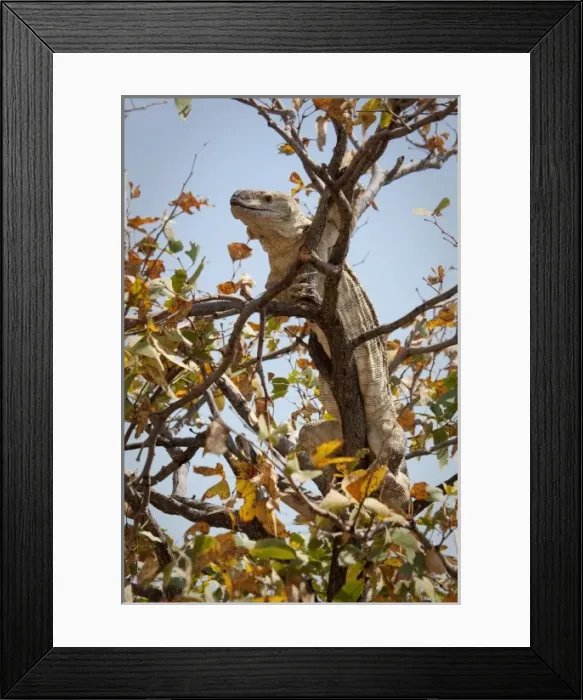 Framed Print : Namibia, Palmwag Conservancy. Monitor lizard in a tree Framed Print : Namibia, Palmwag Conservancy. Monitor lizard in a tree