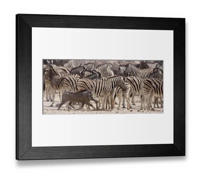 Framed Print : Namibia, Etosha National Park. A warthog runs past a herd of zebras