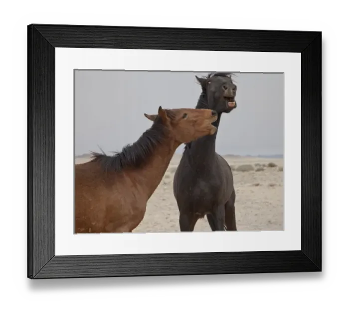 Framed Print : Namibia, Garub. Two members of herd of feral horses playing Framed Print : Namibia, Garub. Two members of herd of feral horses playing