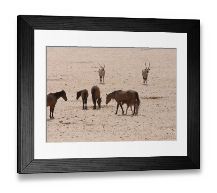 Framed Print : Namibia, Garub. Feral horses and colt near two oryxes